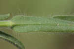 Soft goldenaster